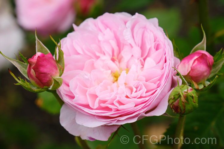 Rosa 'Mayor of Casterbridge', an English Rose introduced by Austin of England in 1997. It is a compact bush, around 12m high, and its flowers, which appear over a long season, are pleasantly scented. Order: Rosales, Family: Rosaceae
