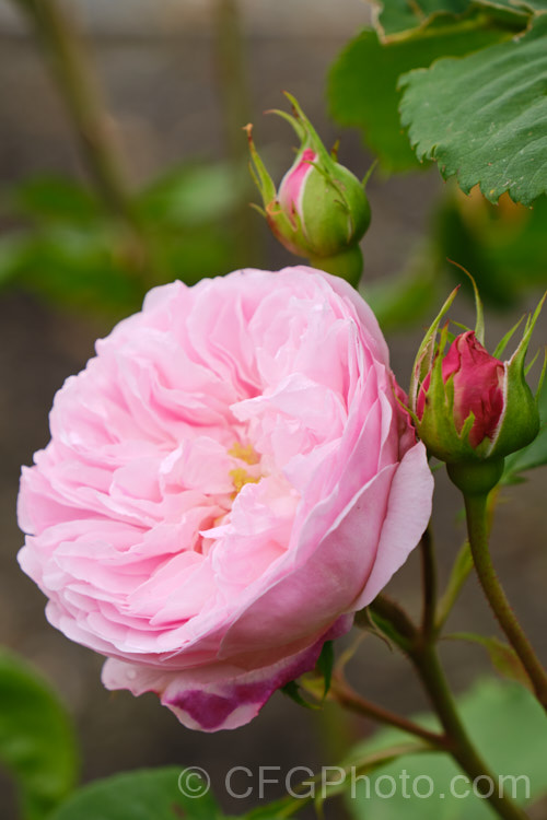 Rosa 'Mayor of Casterbridge', an English Rose introduced by Austin of England in 1997. It is a compact bush, around 12m high, and its flowers, which appear over a long season, are pleasantly scented. Order: Rosales, Family: Rosaceae