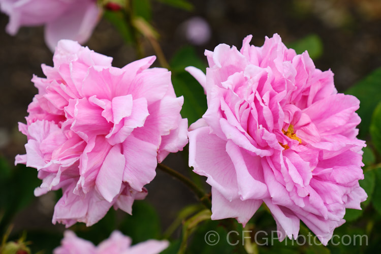Rosa 'Portland Rose', a Portland hybrid raised by Poilpré of France before 1824. Its semi-double flowers appear mainly in early summer. Order: Rosales, Family: Rosaceae