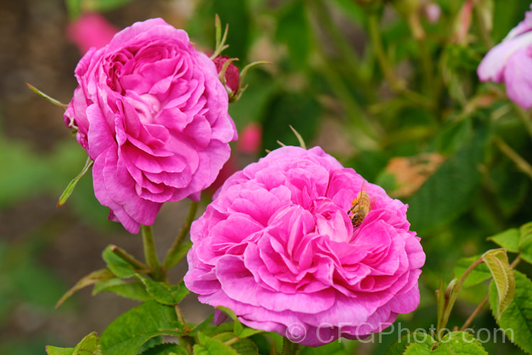 Rosa 'Surpasse. Tout', a Gallica. Rose of unknown origins dating from before 1792. It grows to around 15m tall and has strongly scented flowers in early summer. Order: Rosales, Family: Rosaceae