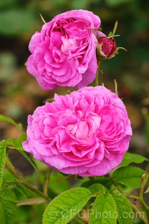 Rosa 'Surpasse. Tout', a Gallica. Rose of unknown origins dating from before 1792. It grows to around 15m tall and has strongly scented flowers in early summer. Order: Rosales, Family: Rosaceae