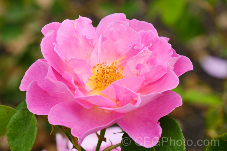Rosa 'The Herbalist', a 15m tall, fragrant, repeat flowering. English rose raised by Austin of England in 1994. Order: Rosales, Family: Rosaceae