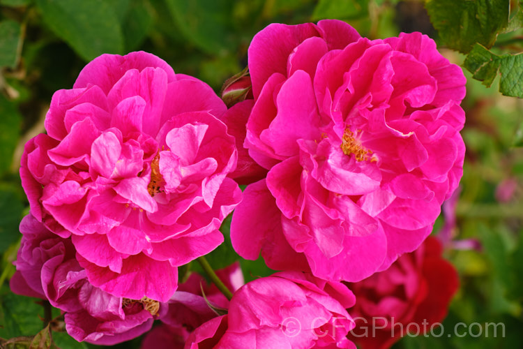 Rosa 'Parfum de l'Hay', a Rugosa hybrid raised by Gravereaux of France and introduced in 1901. Its flowers, which are powerfully scented, repeat sporadically. The bush grows to around 15m tall Order: Rosales, Family: Rosaceae