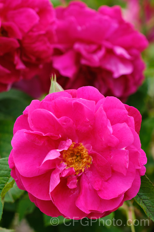 Rosa 'Parfum de l'Hay', a Rugosa hybrid raised by Gravereaux of France and introduced in 1901. Its flowers, which are powerfully scented, repeat sporadically. The bush grows to around 15m tall Order: Rosales, Family: Rosaceae