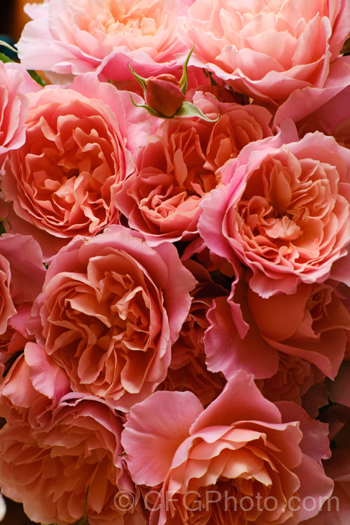 Rosa 'My. Mum', a Floribunda bred by Matthews of New Zealand in 1998 but not introduced until 2012. It is a compact bush around 12m high and wide. Order: Rosales, Family: Rosaceae