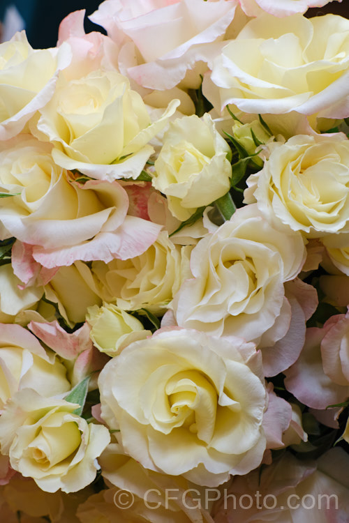 Rosa 'Porcelain', a Floribunda rose raised by Simpson of New Zealand and introduced in 2002. Its mildly scented flowers are creamy white with a hint of green and a faint pink flush. Order: Rosales, Family: Rosaceae