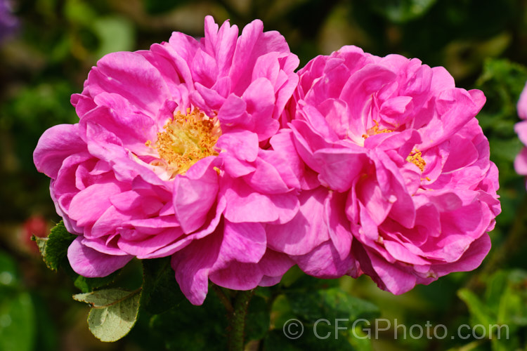Rosa 'Conditorum', a Gallica shrub rose of unknown parentage raised by Dieck of Germany before 1900. It is once- flowering and its semi-double flowers are strongly scented. Order: Rosales, Family: Rosaceae