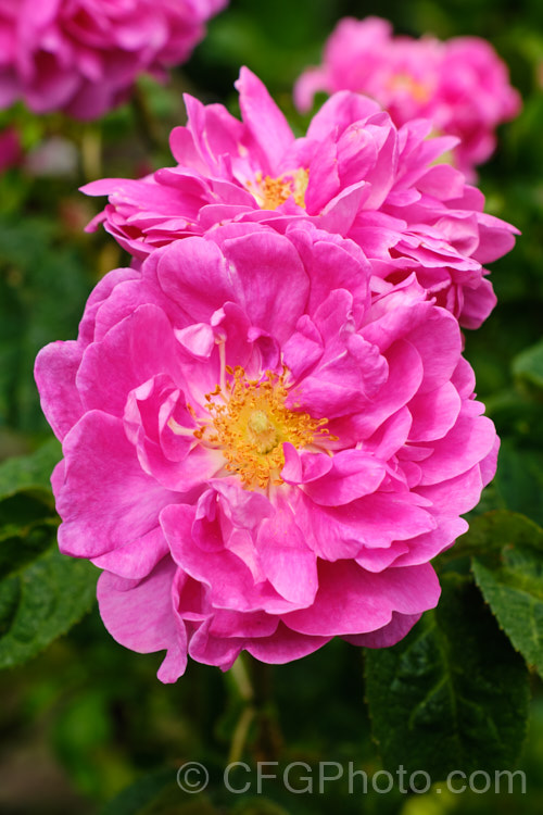 Rosa 'Conditorum', a Gallica shrub rose of unknown parentage raised by Dieck of Germany before 1900. It is once- flowering and its semi-double flowers are strongly scented. Order: Rosales, Family: Rosaceae