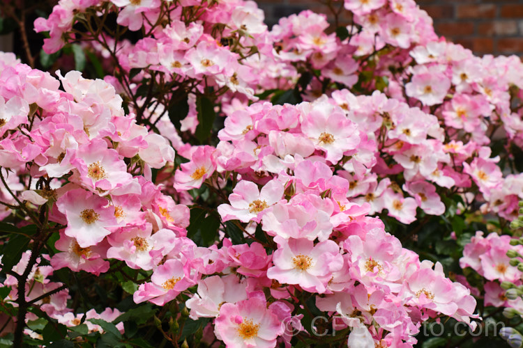 Rosa 'Rosy. Cushion', ('Yesterday' x seedling</i>), a low-growing, bushy. Modern. Shrub Rose raised by Ilsink of Holland and introduced in 1979. Order: Rosales, Family: Rosaceae