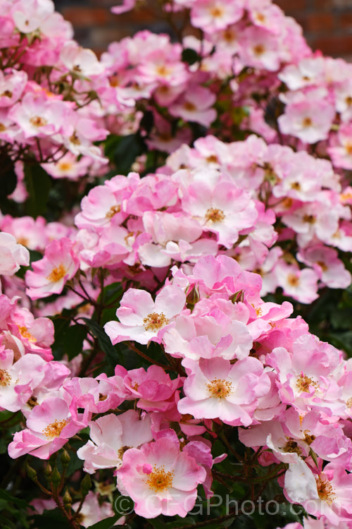 Rosa 'Rosy. Cushion', ('Yesterday' x seedling</i>), a low-growing, bushy. Modern. Shrub Rose raised by Ilsink of Holland and introduced in 1979. Order: Rosales, Family: Rosaceae