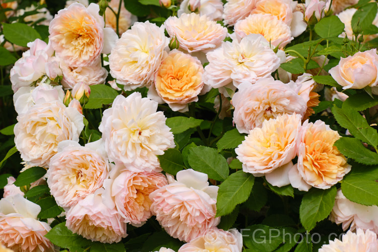 Rosa 'Grace' (<i>AUSleap x unnamed seedling</i>), a repeat-flowering. English shrub rose raised by David Austin of England in 2001. It grows to around 12m high and wide. Order: Rosales, Family: Rosaceae