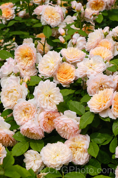 Rosa 'Grace' (<i>AUSleap x unnamed seedling</i>), a repeat-flowering. English shrub rose raised by David Austin of England in 2001. It grows to around 12m high and wide. Order: Rosales, Family: Rosaceae