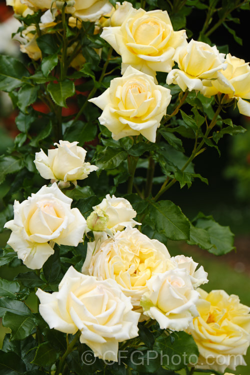 Rosa 'Paul Holmes' (syn 'Something. Special'), a Hybrid Tea bred by McGredy of New Zealand in 1991 and introduced in 1999. The flowers are a very pale cream yellow, open throughout the warmer months and are mildly scented. Order: Rosales, Family: Rosaceae