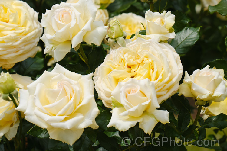 Rosa 'Paul Holmes' (syn 'Something. Special'), a Hybrid Tea bred by McGredy of New Zealand in 1991 and introduced in 1999. The flowers are a very pale cream yellow, open throughout the warmer months and are mildly scented. Order: Rosales, Family: Rosaceae