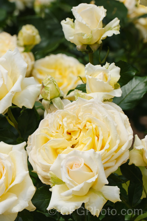 Rosa 'Paul Holmes' (syn 'Something. Special'), a Hybrid Tea bred by McGredy of New Zealand in 1991 and introduced in 1999. The flowers are a very pale cream yellow, open throughout the warmer months and are mildly scented. Order: Rosales, Family: Rosaceae