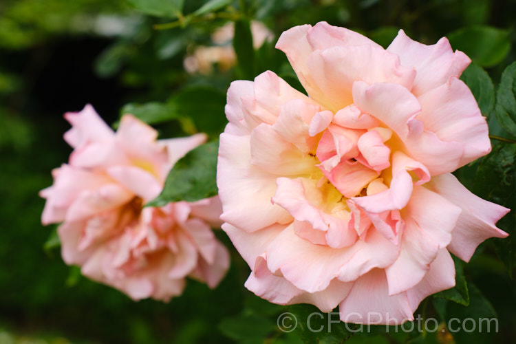 Rosa 'Mme Alfred. Carrière' (parentage unknown</i>), a Noisette raised by Schwartz in 1879. It grows to as much as 6m tall as a climber but may be trimmed to large shrub size. The flowers are fragrant. Order: Rosales, Family: Rosaceae