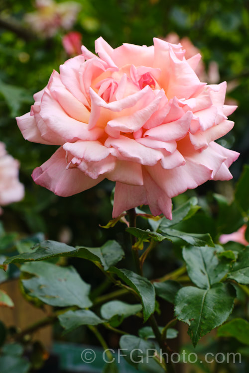 Rosa 'Mme Alfred. Carrière' (parentage unknown</i>), a Noisette raised by Schwartz in 1879. It grows to as much as 6m tall as a climber but may be trimmed to large shrub size. The flowers are fragrant. Order: Rosales, Family: Rosaceae