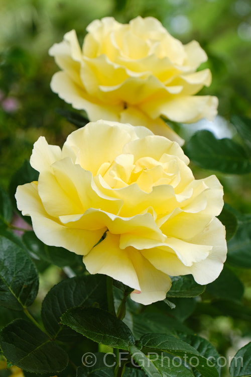 Rosa 'Glorious', a Large-flowered (<i>Hybrid Tea</i>) shrub rose raised by Ilsink of The Netherlands in 1993 but not commercially introduced until 2001. The mildly scented, soft yellow flowers open from orange-tinted buds. The plant grows to around 15m high x 1m wide. Order: Rosales, Family: Rosaceae