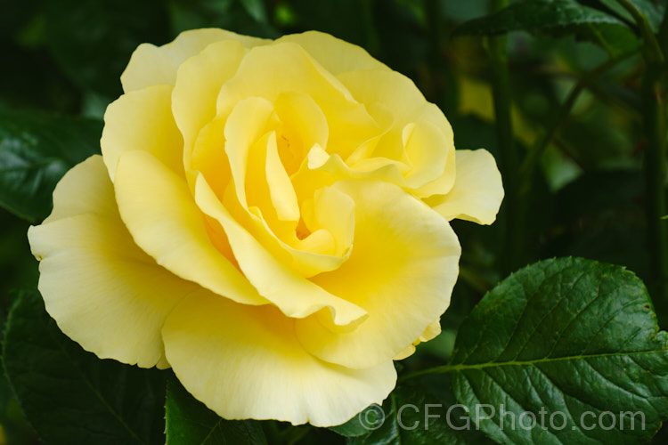Rosa 'Glorious', a Large-flowered (<i>Hybrid Tea</i>) shrub rose raised by Ilsink of The Netherlands in 1993 but not commercially introduced until 2001. The mildly scented, soft yellow flowers open from orange-tinted buds. The plant grows to around 15m high x 1m wide. Order: Rosales, Family: Rosaceae
