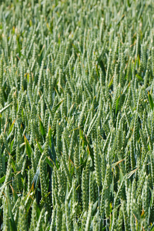 Common Wheat or Bread. Wheat (<i>Triticum aestivum</i>) at the stage where the seed heads are just stsrting to dry off. Originating in the Middle. East and among the first cultivated plants, wheat is a vitally important cereal crop for much of the world. It is the primary constituent of most bread and cakes and is used in many other baked goods. triticum-2291htm'>Triticum. .