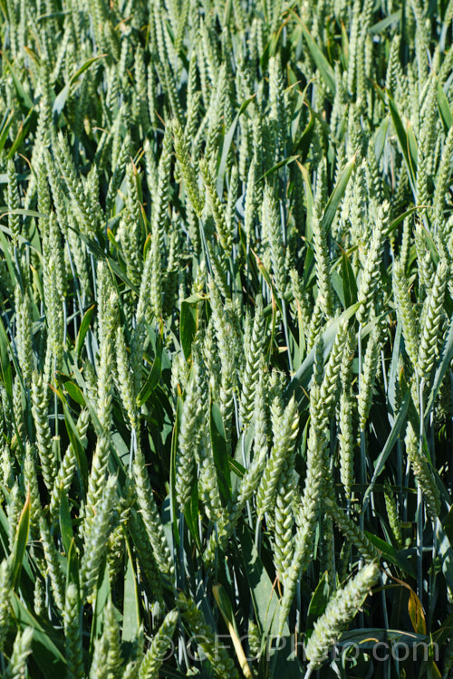 Common Wheat or Bread. Wheat (<i>Triticum aestivum</i>) at the stage where the seed heads are just stsrting to dry off. Originating in the Middle. East and among the first cultivated plants, wheat is a vitally important cereal crop for much of the world. It is the primary constituent of most bread and cakes and is used in many other baked goods. triticum-2291htm'>Triticum. .