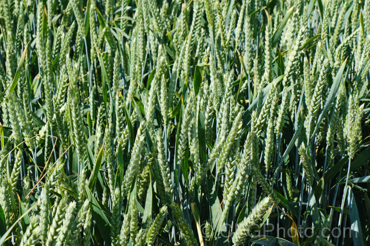 Common Wheat or Bread. Wheat (<i>Triticum aestivum</i>) at the stage where the seed heads are just stsrting to dry off. Originating in the Middle. East and among the first cultivated plants, wheat is a vitally important cereal crop for much of the world. It is the primary constituent of most bread and cakes and is used in many other baked goods. triticum-2291htm'>Triticum. .