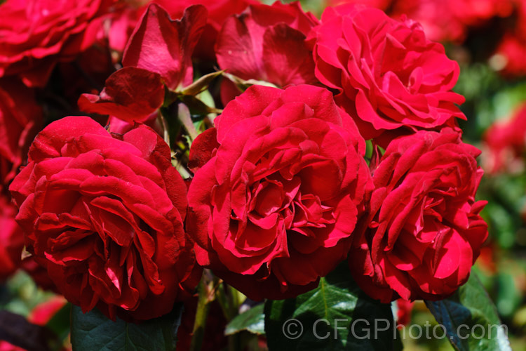 Rosa 'Rob. Roy' ('Evelyn Fison' x 'Wendy. Cussons'), a Cluster-flowered (<i>Floribunda</i>) bush raised by Cocker of Scotland in 1970. Order: Rosales, Family: Rosaceae