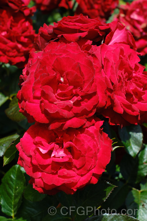 Rosa 'Rob. Roy' ('Evelyn Fison' x 'Wendy. Cussons'), a Cluster-flowered (<i>Floribunda</i>) bush raised by Cocker of Scotland in 1970. Order: Rosales, Family: Rosaceae