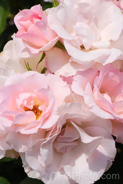 Rosa 'English Miss' ('Dearest' x 'Sweet Repose'), a scented. Cluster-flowered (<i>Floribunda</i>) bush raised by Cant of England in 1978. Order: Rosales, Family: Rosaceae