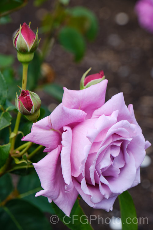 Rosa 'Azure Sea', a 15m tall Hybrid Tea bush rose raised by Christensen of the United States and introduced in 1983. Its mildly scented double flowers are produced throughout the warmer months. Order: Rosales, Family: Rosaceae