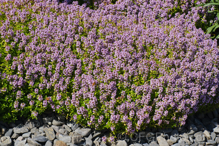 Golden Thyme (<i>Thymus vulgaris 'Aureus'), a cultivar of Common Thyme, a spreading, rather woody-based perennial or subshrub from the western Mediterranean. The foliage is yellow-green when mature and can be used as a culinary herb. Order: Lamiales, Family: Lamiaceae