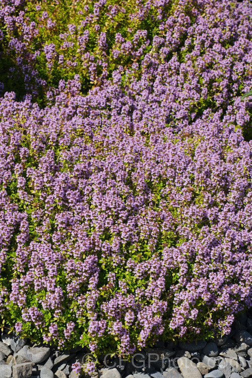 Golden Thyme (<i>Thymus vulgaris 'Aureus'), a cultivar of Common Thyme, a spreading, rather woody-based perennial or subshrub from the western Mediterranean. The foliage is yellow-green when mature and can be used as a culinary herb. Order: Lamiales, Family: Lamiaceae