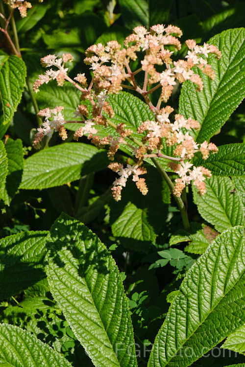 Rodgersia aesculifolia, a rhizomatous perennial native to China. The foliage stems can grow to 15m tall and are topped by 60cm long plumes of tiny white flowers. The name aesculifolia come from the foliage's resemblance to that of horse chestnut (<i>Aesculus hippocastanum</i>). rodgersia-2722htm'>Rodgersia. <a href='saxifragaceae-plant-family-photoshtml'>Saxifragaceae</a>.