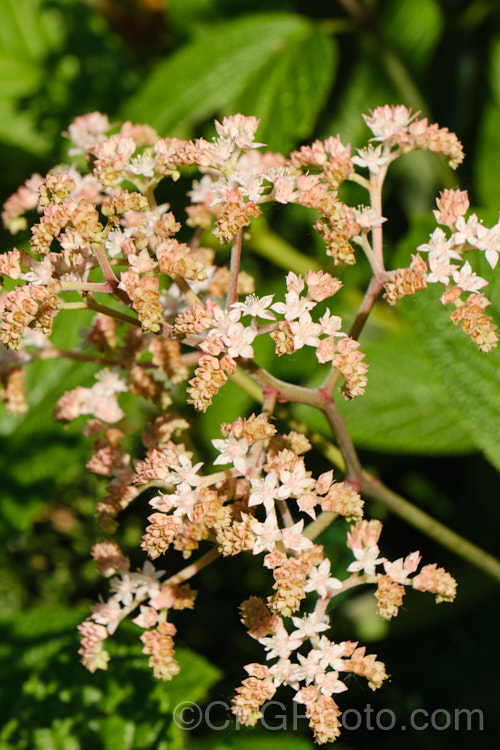 Rodgersia aesculifolia, a rhizomatous perennial native to China. The foliage stems can grow to 15m tall and are topped by 60cm long plumes of tiny white flowers. The name aesculifolia come from the foliage's resemblance to that of horse chestnut (<i>Aesculus hippocastanum</i>). rodgersia-2722htm'>Rodgersia. <a href='saxifragaceae-plant-family-photoshtml'>Saxifragaceae</a>.