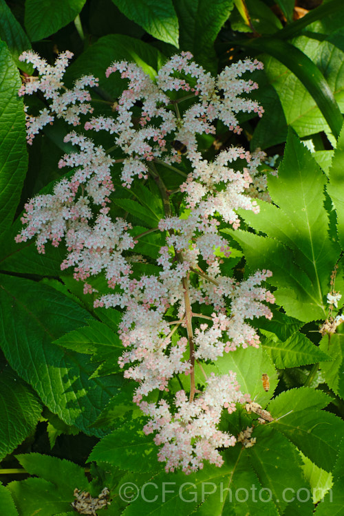 Rodgersia sambucifolia, a rhizomatous perennial native to China. The foliage stems can grow to 90cm tall and are topped with heads of tiny white or pink flowers. The name sambucifolia come from the foliage's resemblance to that of elderberry (<i>Sambucus</i>). rodgersia-2722htm'>Rodgersia. <a href='saxifragaceae-plant-family-photoshtml'>Saxifragaceae</a>.
