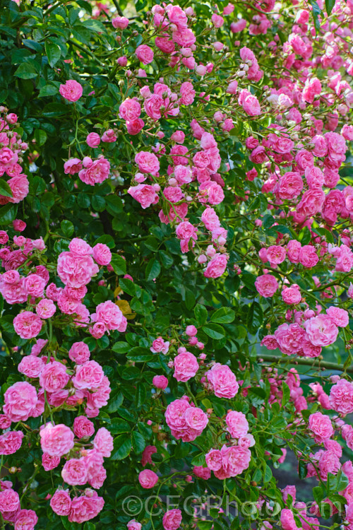 Rosa 'Minnehaha' (<i>Rosa wichuraiana x 'Paul Neyron'), a once-blooming small-flowered Rambler. Rose raised by Walsh of the United States in 1905. It grows to around 4m tall and flowers in summer. Order: Rosales, Family: Rosaceae