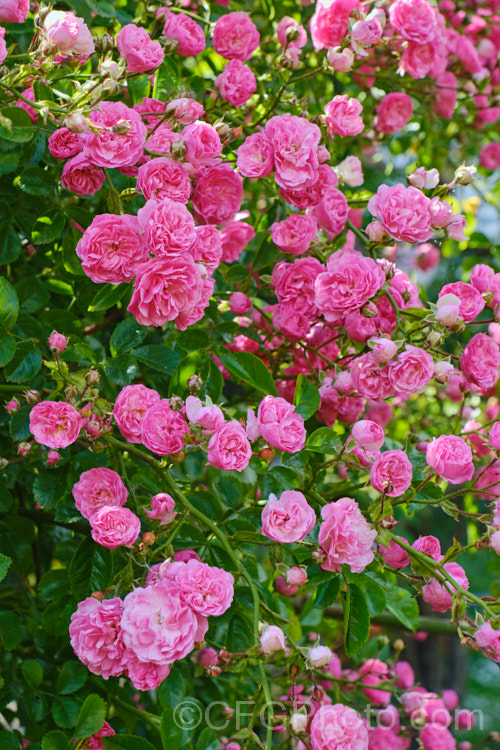 Rosa 'Minnehaha' (<i>Rosa wichuraiana x 'Paul Neyron'), a once-blooming small-flowered Rambler. Rose raised by Walsh of the United States in 1905. It grows to around 4m tall and flowers in summer. Order: Rosales, Family: Rosaceae