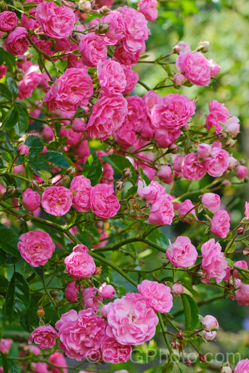 Rosa 'Minnehaha' (<i>Rosa wichuraiana x 'Paul Neyron'), a once-blooming small-flowered Rambler. Rose raised by Walsh of the United States in 1905. It grows to around 4m tall and flowers in summer. Order: Rosales, Family: Rosaceae