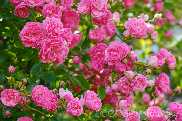 Rosa 'Minnehaha' (<i>Rosa wichuraiana x 'Paul Neyron'), a once-blooming small-flowered Rambler. Rose raised by Walsh of the United States in 1905. It grows to around 4m tall and flowers in summer. Order: Rosales, Family: Rosaceae