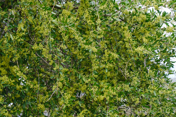 Longleaf. Pepper. Tree (<i>Schinus longifolia</i>), a late spring- to early summer-flowering, evergreen, large shrub or small tree native to areas of Uruguay and Argentina around the mouth of the River Plate. schinus-2490htm'>Schinus. <a href='anacardiaceae-plant-family-photoshtml'>Anacardiaceae</a>.