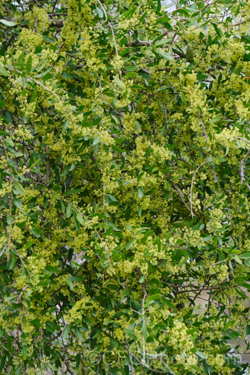 Longleaf. Pepper. Tree (<i>Schinus longifolia</i>), a late spring- to early summer-flowering, evergreen, large shrub or small tree native to areas of Uruguay and Argentina around the mouth of the River Plate. schinus-2490htm'>Schinus. <a href='anacardiaceae-plant-family-photoshtml'>Anacardiaceae</a>.