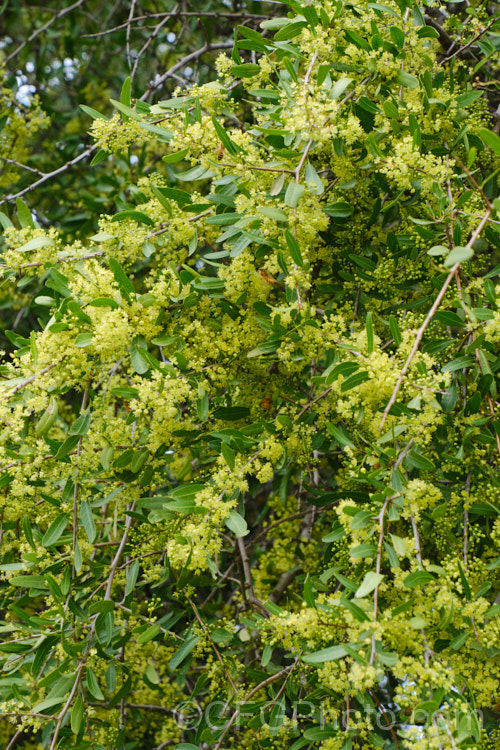 Longleaf. Pepper. Tree (<i>Schinus longifolia</i>), a late spring- to early summer-flowering, evergreen, large shrub or small tree native to areas of Uruguay and Argentina around the mouth of the River Plate. schinus-2490htm'>Schinus. <a href='anacardiaceae-plant-family-photoshtml'>Anacardiaceae</a>.