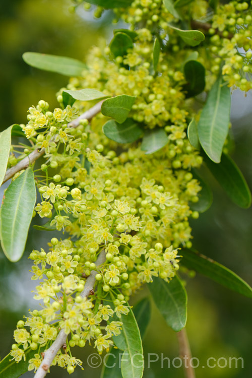 Longleaf. Pepper. Tree (<i>Schinus longifolia</i>), a late spring- to early summer-flowering, evergreen, large shrub or small tree native to areas of Uruguay and Argentina around the mouth of the River Plate. schinus-2490htm'>Schinus. <a href='anacardiaceae-plant-family-photoshtml'>Anacardiaceae</a>.