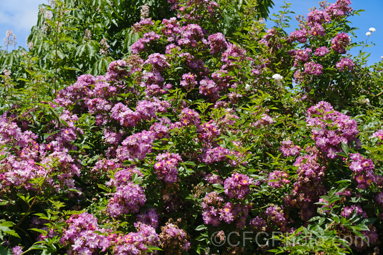Rosa 'Veilchenblau' ('Crimson Rambler' x 'Erinnerung an Brod'), a Climbing Polyantha or Rambler. Rose with very distinctive small greyish purple flowers in abundance. It is once-blooming, fragrant and quite shade-tolerant. Order: Rosales, Family: Rosaceae