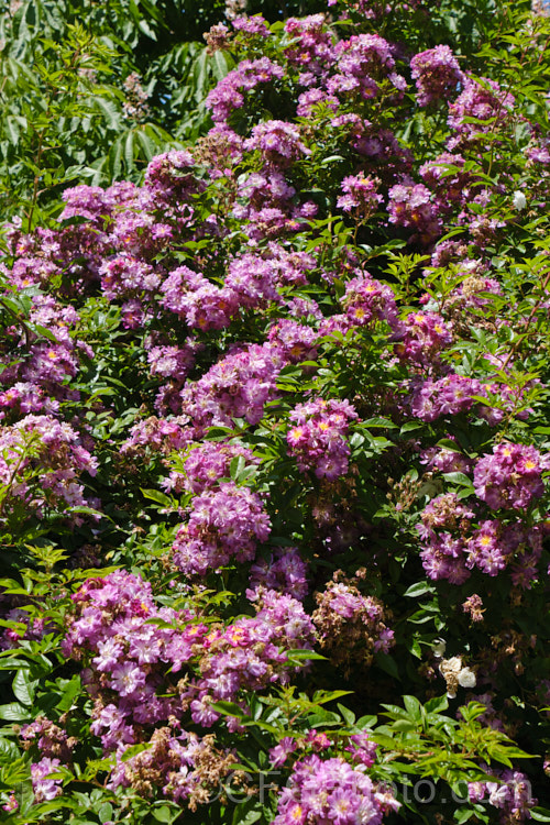 Rosa 'Veilchenblau' ('Crimson Rambler' x 'Erinnerung an Brod'), a Climbing Polyantha or Rambler. Rose with very distinctive small greyish purple flowers in abundance. It is once-blooming, fragrant and quite shade-tolerant. Order: Rosales, Family: Rosaceae