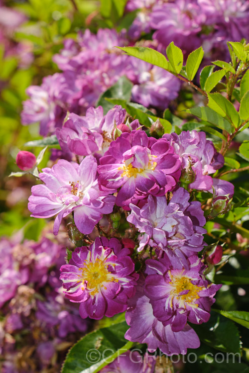 Rosa 'Veilchenblau' ('Crimson Rambler' x 'Erinnerung an Brod'), a Climbing Polyantha or Rambler. Rose with very distinctive small greyish purple flowers in abundance. It is once-blooming, fragrant and quite shade-tolerant. Order: Rosales, Family: Rosaceae