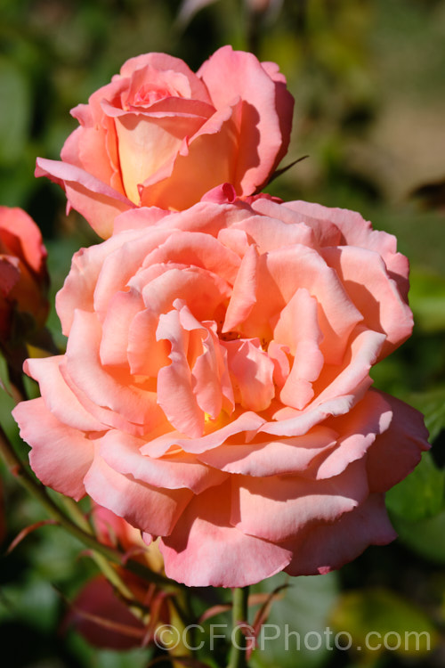 Rosa 'Peach. Surprise', a Large-flowered (<i>Hybrid Tea</i>) bush raised by Poulsen of Denmark. Order: Rosales, Family: Rosaceae
