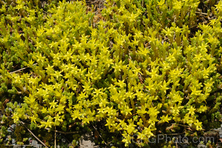 Stone. Crop, Stonecrop or Wall. Pepper (<i>Sedum acre</i>), a low, spreading, mat-forming summer-flowering succulent native to Europe, North Africa and Turkey. It has naturalised in many areas. There are several variegated and coloured foliage garden cultivars. sedum-2492htm'>Sedum. <a href='crassulaceae-plant-family-photoshtml'>Crassulaceae</a>.