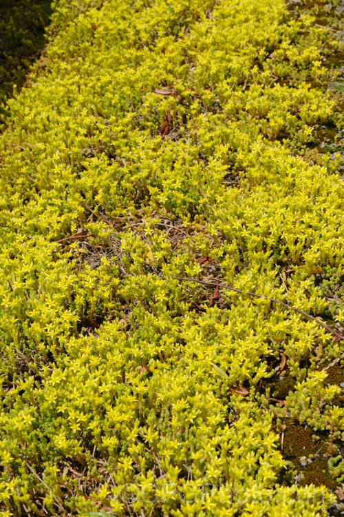 Stone. Crop, Stonecrop or Wall. Pepper (<i>Sedum acre</i>), a low, spreading, mat-forming summer-flowering succulent native to Europe, North Africa and Turkey. It has naturalised in many areas. There are several variegated and coloured foliage garden cultivars. sedum-2492htm'>Sedum. <a href='crassulaceae-plant-family-photoshtml'>Crassulaceae</a>.
