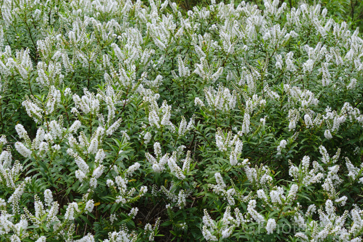 Veronica decumbens (syn. Hebe decumbens</i>), an evergreen, early-summer-flowering shrub found in the subalpine and low alpine regions (at elevations of 450-1370m</i>) of the northern half of the South Island of New Zealand It has a low, spreading habit but can mound up to over 30cm high